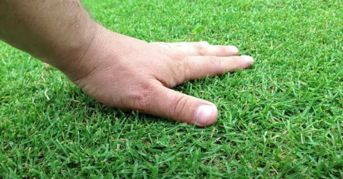 Player Preferences real Grass of golf ball